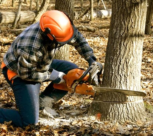 Tree Removal in Thomas, OK